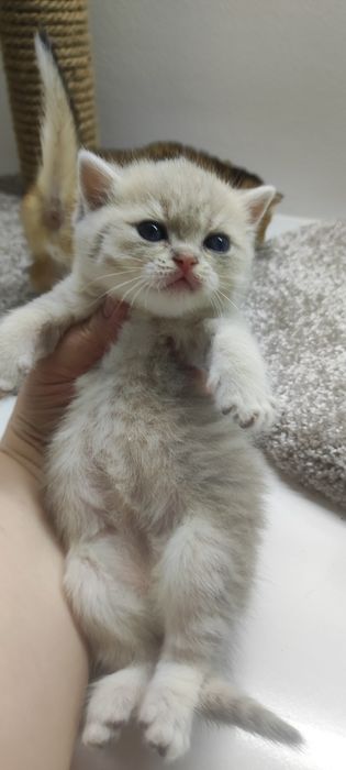 БрИтаНскИе КотЯта