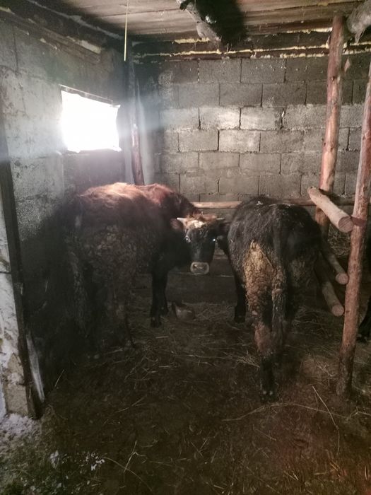 Продам бычки около 20и голов