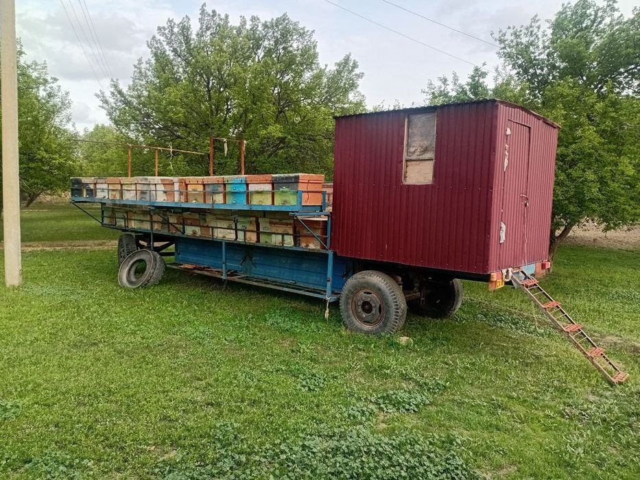 Asalari pirsepi sotiladi yashigi bilan 70 milyon yana kelishamiz