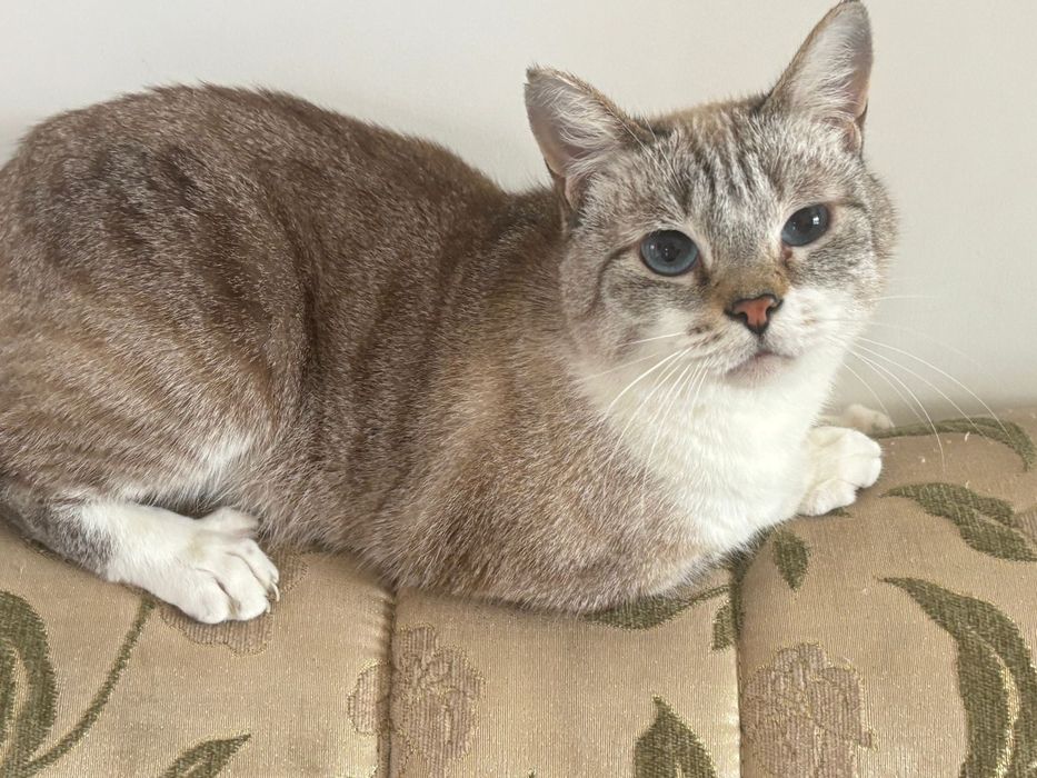 Продам кошку молодой мальчик