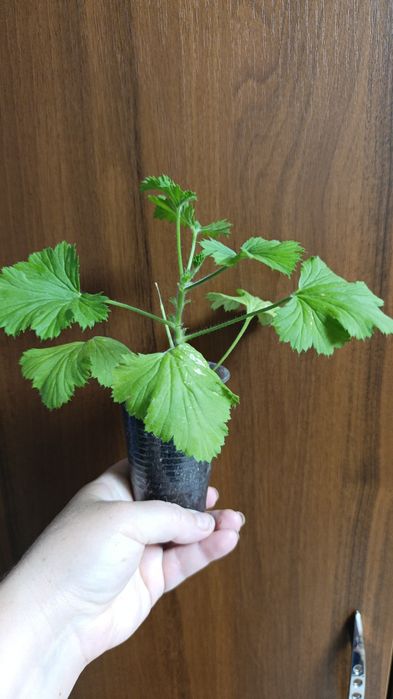 Королевская пеларгония кжби