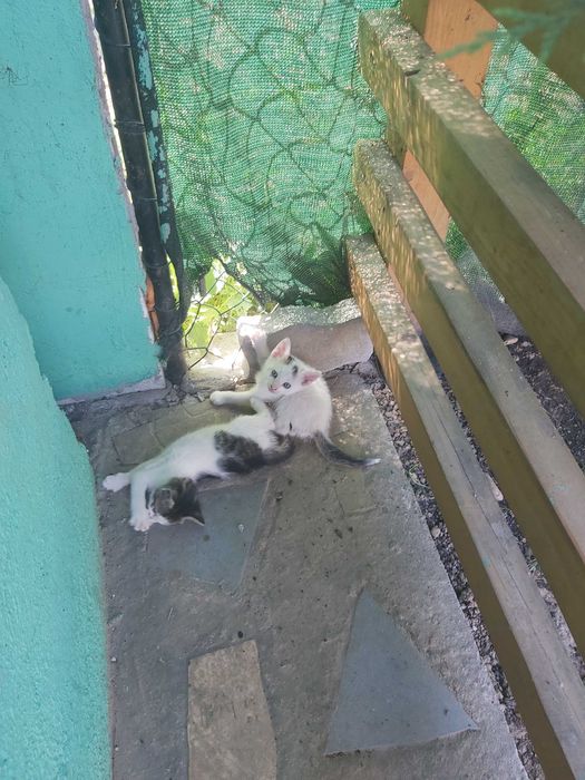 Ofer spre adopție