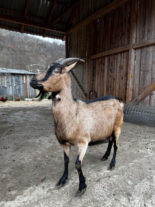 Capră de vânzare cu un ied