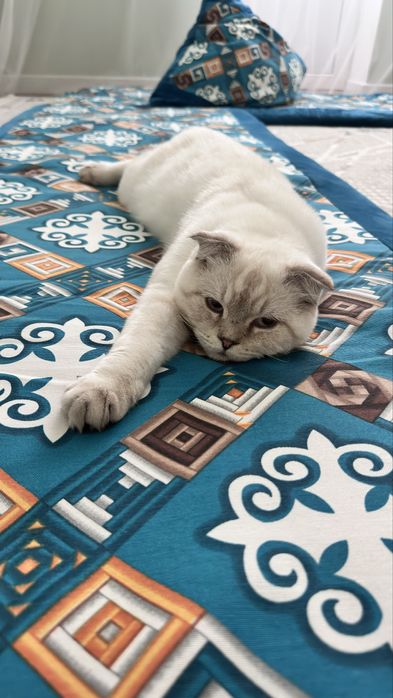 Котик породы шотландец