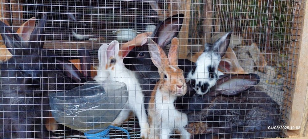 Quyon bolalari sotiladi