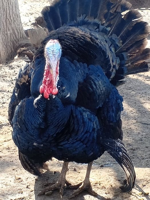 Гибрид кораздар сатылады