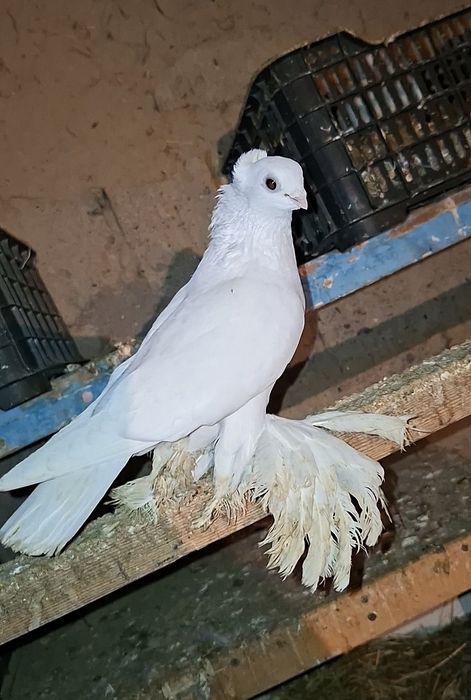 Белая самка готовая