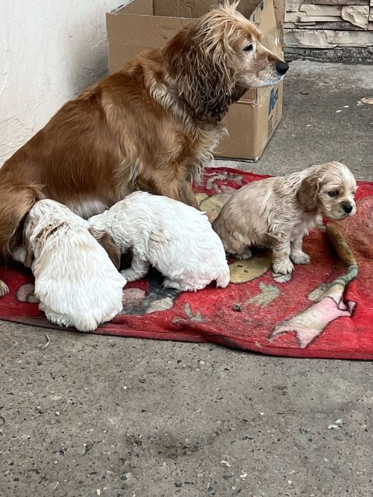 Англиский спаниель