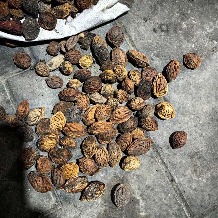 Донак. Шафтолини донакги бор. Срочно сотилади!