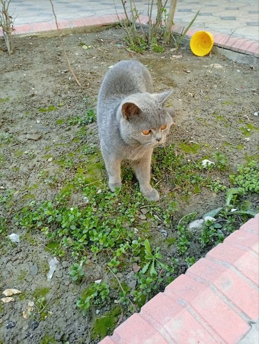 MUSHUK Sotiladi British Shorthair
