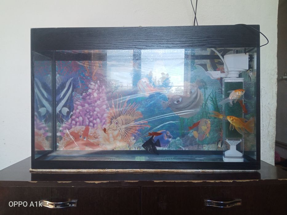 Аквариум балығымен