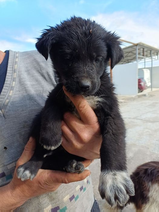 Подаряват се . кученца.