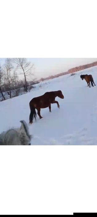 Жерёбая кобыла обмен на согым