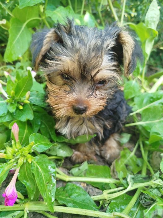 Иоркширский терьер