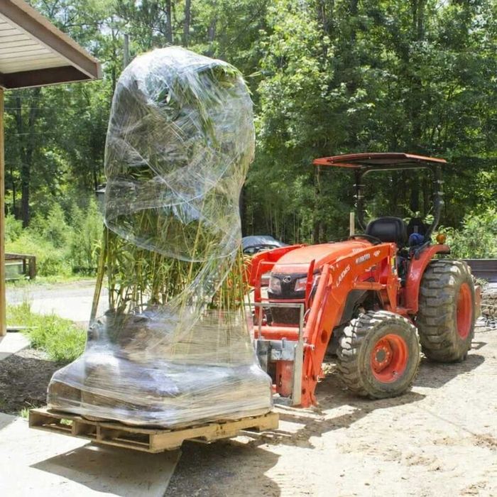 Bambus de gradina aclimatizat in Romania rezistent la -15grade Celsius
