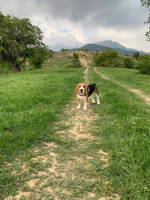 Продается собака