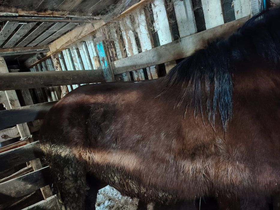 5 жасар кысыр 2 ай жемде турган семиз