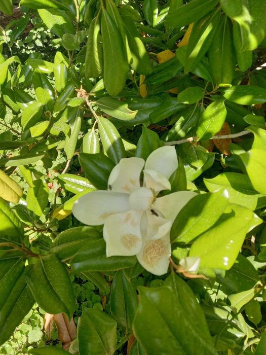 Продаётся Магнолия высота 4-5 метр