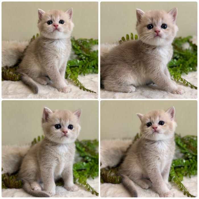 Продается срочно котенок бритаский ay12