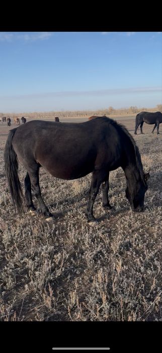Биелер сатам.Продаю кобыл лошадей