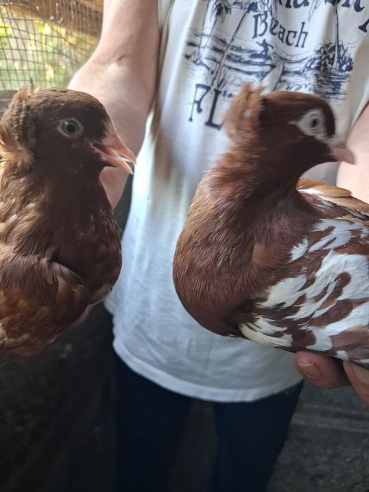 Голуби разные продам