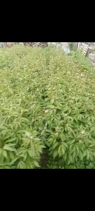 Продам пионы на срезку