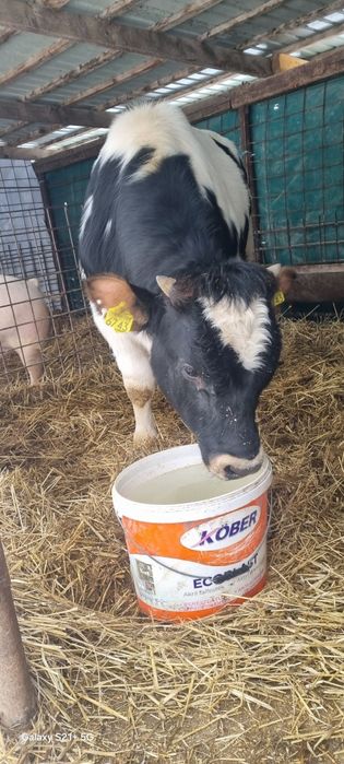 Vând tăuraș frumos