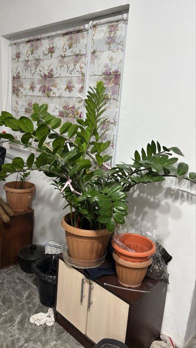 Комнатные цветы