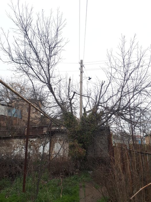 Продаёться ореховое дерево ( самоспил , самовывоз )