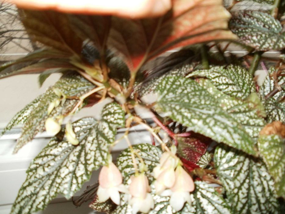 Продавам цветя бегонии Тамая - големи