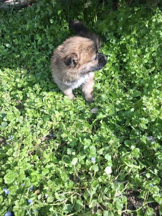 Сладко померанка