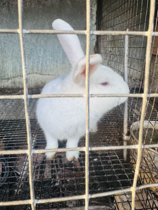 Продавам мъжки зайци