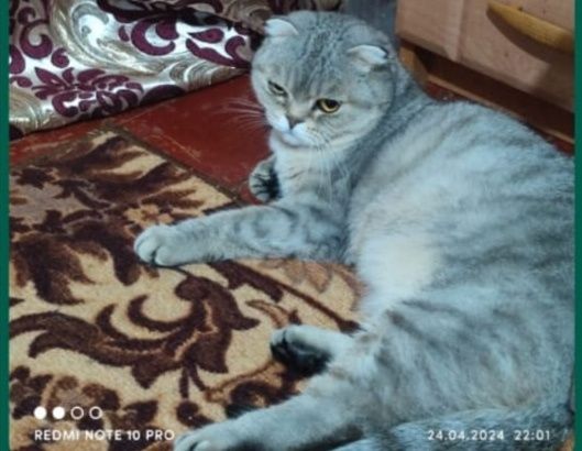 Отдам бесплатно кошку