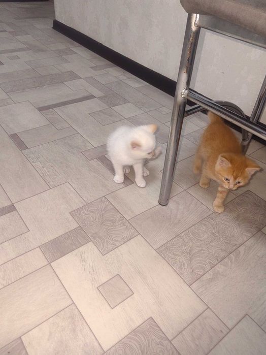 Отдам котят,в хрошие руки
