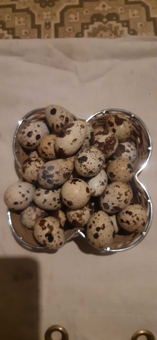 инкубационное яйцо перепелов техас