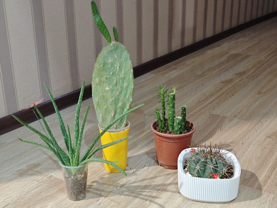 Цветы гул гүл суккуленты