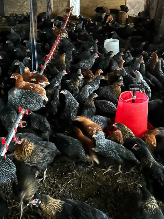 Кокошки Супер Харко