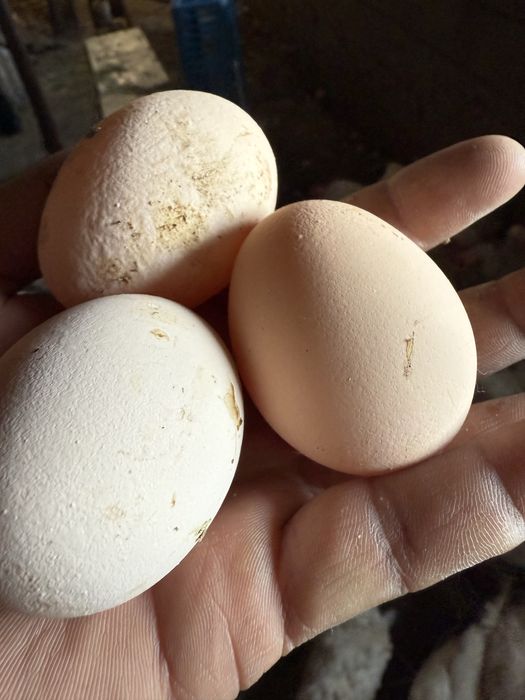 Куры несушки декалбы1