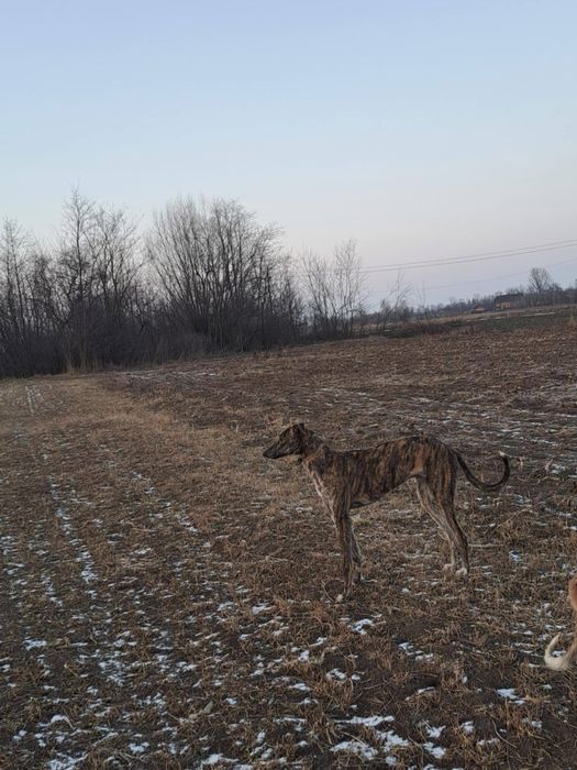 Vand ogar de vanatoare