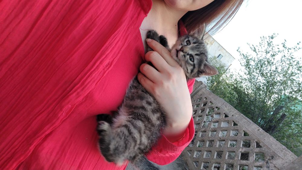 Отдам котят в добрые руки