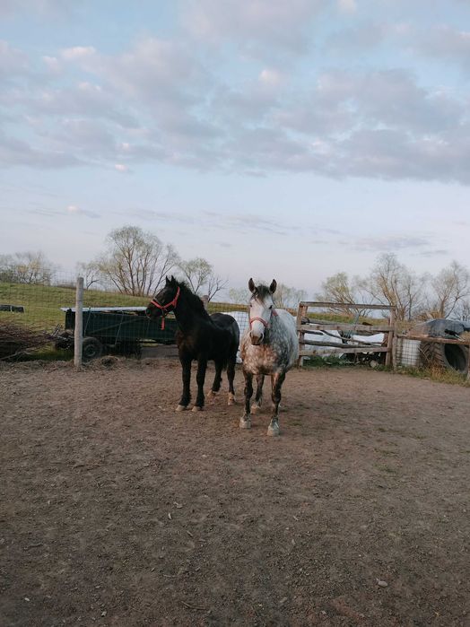 Vând iapă gestantă cu mânz