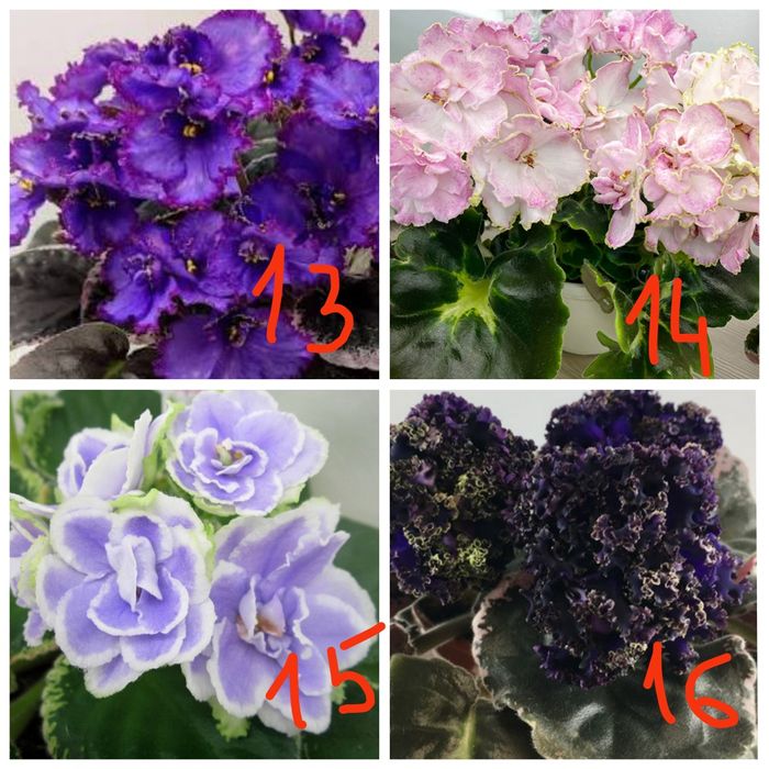 Продам детки сортовых фиалочек