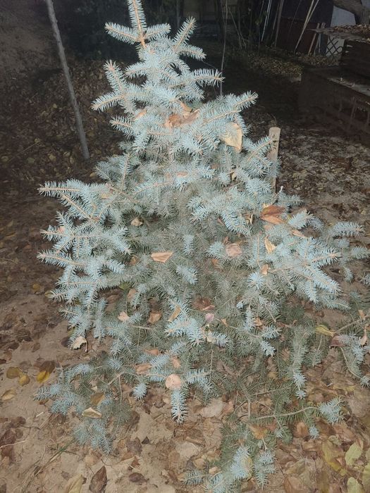 Archa голубой ель и серебристый ель