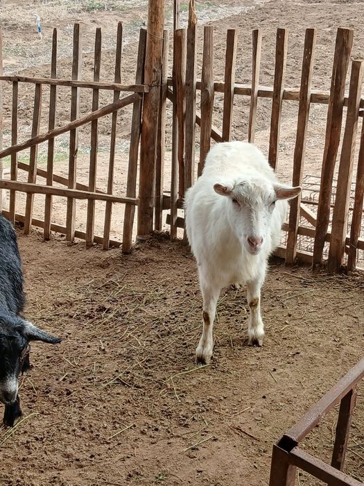 Занеен ешкі шібіш теке сатылады