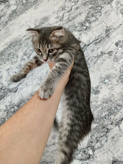 Scottish Fold mushukcha sotiladi