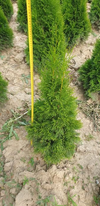 Tuia Smaragd 70-150 cm