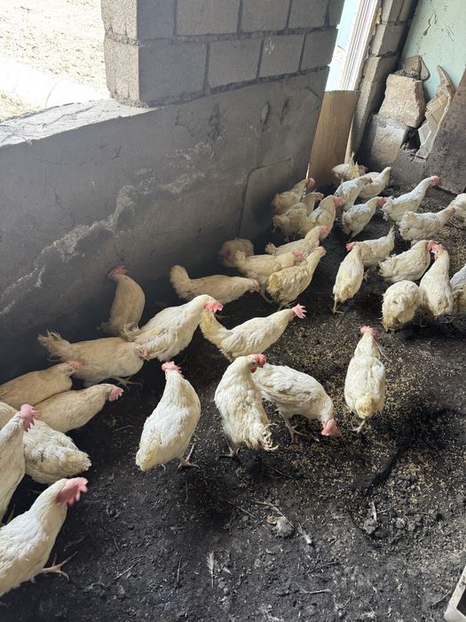 Куры несушки отборка