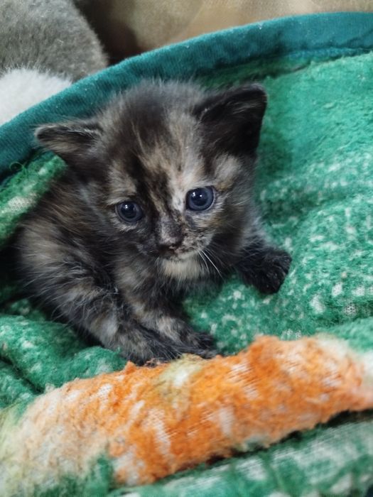 Подарю красивых котят