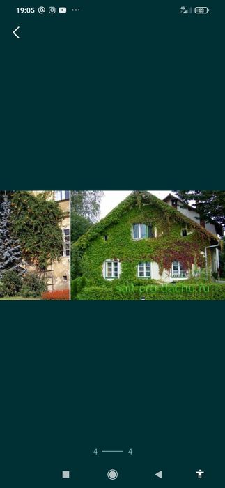 Дикий виноград саженцы