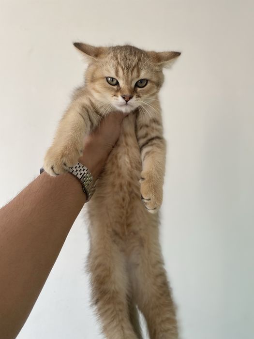 Бритиш шиншила сотилади